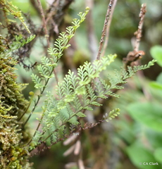 Adenophorus tamariscinus