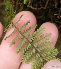 Adenophorus tamariscinus