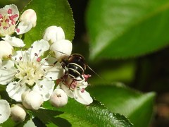 Eristalis cryptarum