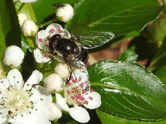 Eristalis cryptarum