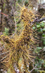 Macromitrium microstomum