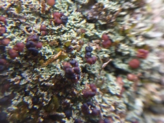 Lichenoconium pyxidatae