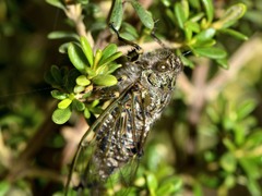 Amphipsalta cingulata