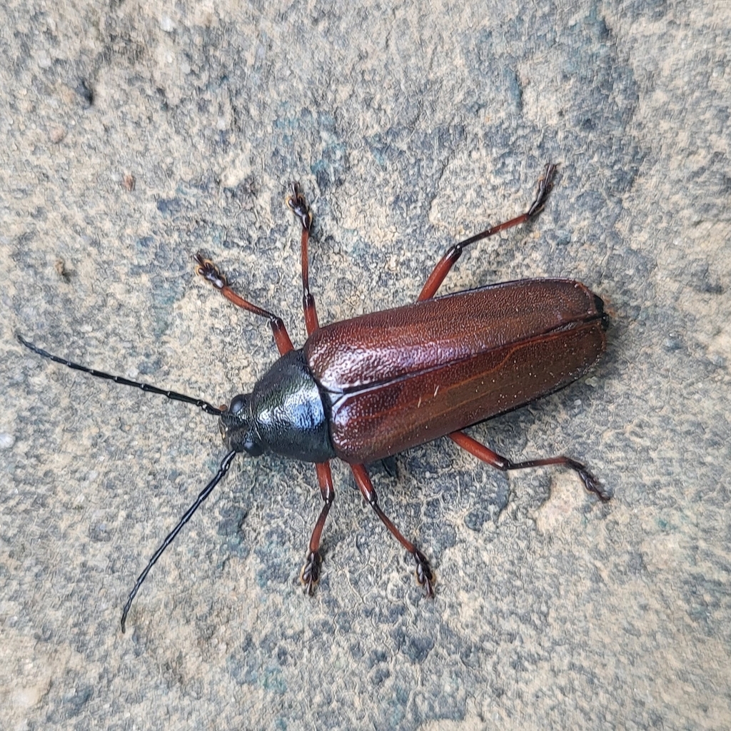 Sphenostethus taslei