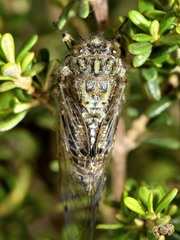 Amphipsalta cingulata