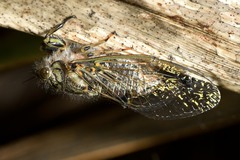 Amphipsalta cingulata