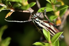 Navomorpha lineata