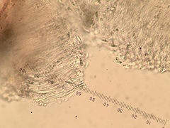 Cryptodiscus pallidus