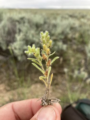 Kelsey's Cat's-eye (Cryptantha kelseyana)