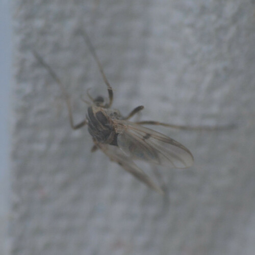 Procladius choreus