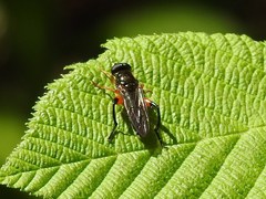 Chalcosyrphus vecors