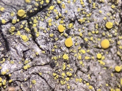 Candelariella xanthostigma