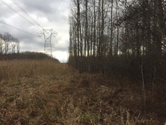 Candelariella xanthostigma