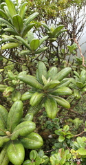 Melicope clusiifolia