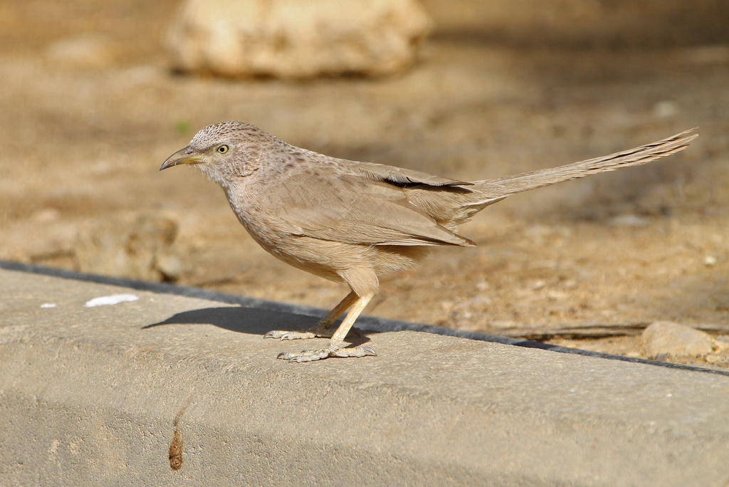 Arabian Babbler photo