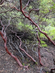 Arctostaphylos hookeri