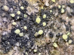 Thelocarpon laureri
