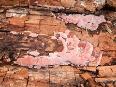 Rhodofomitopsis lilacinogilva image