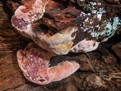 Rhodofomitopsis lilacinogilva image