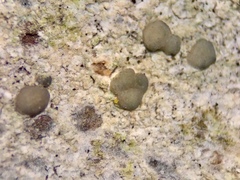 Lecanora symmicta