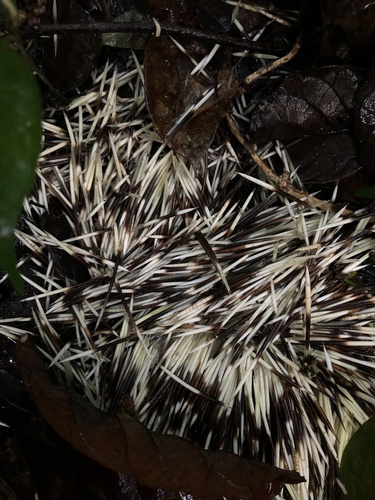 Brazilian Porcupine