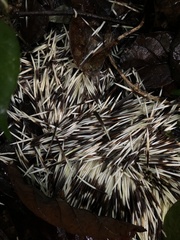 Brazilian Porcupine photo 3
