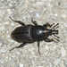 Sphenophorus striatopunctatus - Photo (c) aga-ma,  זכויות יוצרים חלקיות (CC BY-NC), הועלה על ידי aga-ma