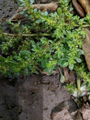 Pilea microphylla