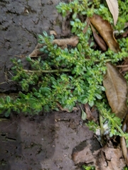 Pilea microphylla
