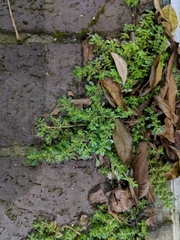 Pilea microphylla