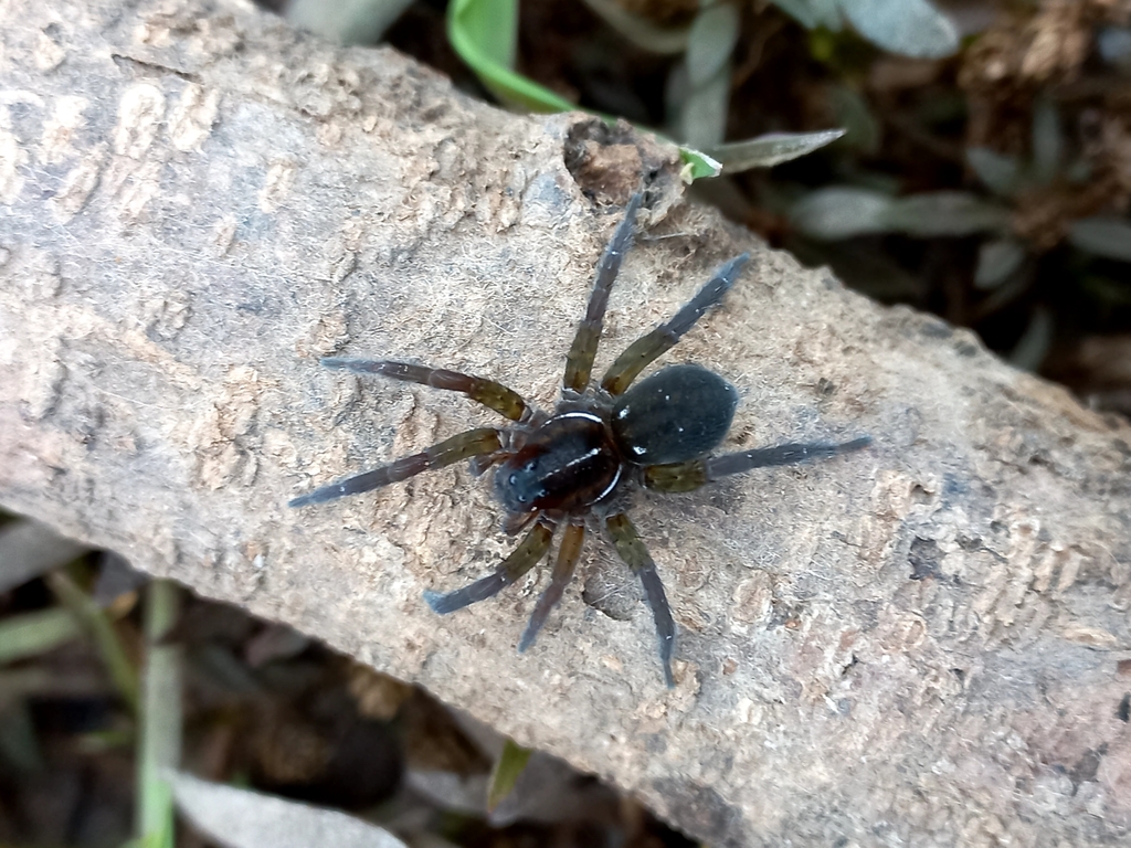 Allocosa paraguayensis