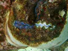 Tridacna crocea