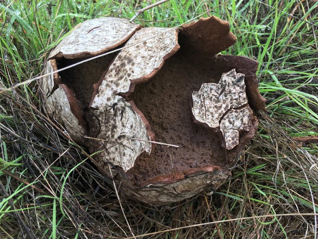 Langermannia