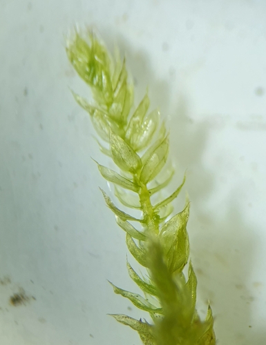 Image of Cirriphyllum crassinervium by no rights reserved