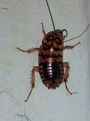 Neostylopyga rhombifolia