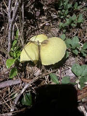 Leucocoprinus birnbaumii image