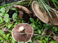 Agaricus incultorum