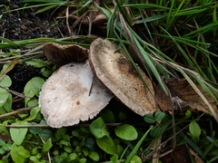Agaricus incultorum