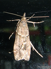 Eudonia submarginalis