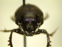 Onthophagus hecate blatchleyi