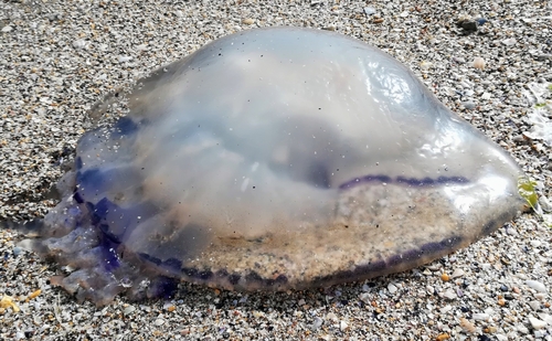 Barrel Jelly, photo 7 of 9