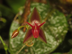 Lepanthes trinaria