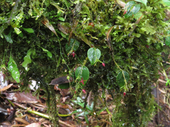 Lepanthes trinaria