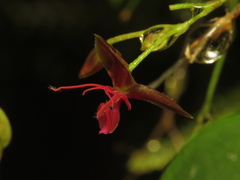 Lepanthes trinaria