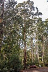 Eucalyptus regnans