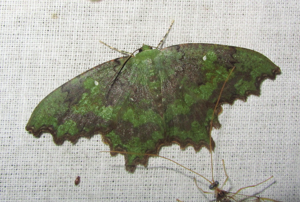 Paramaxates taiwana