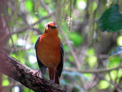 Cossypha natalensis natalensis