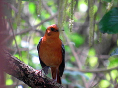 Cossypha natalensis natalensis