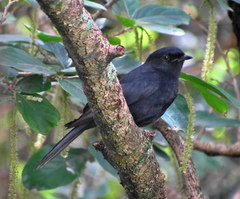 Melaenornis pammelaina ater