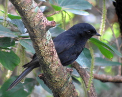 Melaenornis pammelaina ater